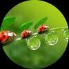 ladybug_attic